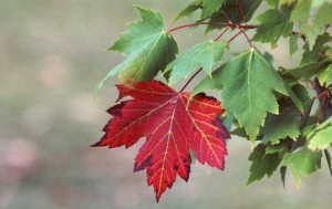 weather-autumn-red-oak-tree-leaves